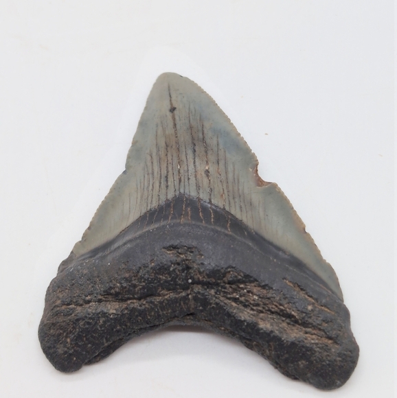 Real Otodus Megalodon Shark Tooth Fossil Sharp Serrations Black / Gray - Picture 5 of 8